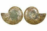 Cut & Polished Crystal-Filled Ammonite Fossil - Madagascar #354125-1